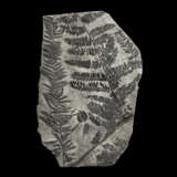 A LARGE FOSSIL FERN PLATE - фото 1
