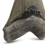 A LARGE MEGALODON TOOTH - photo 3