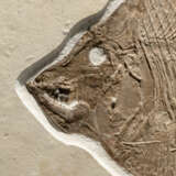 A LARGE FOSSIL MOONFISH - фото 3
