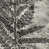 A LARGE FOSSIL FERN PLATE - фото 3