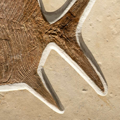 A LARGE FOSSIL MOONFISH - Foto 4