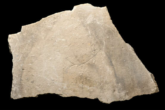 A LARGE FOSSIL MOONFISH - photo 6