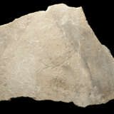 A LARGE FOSSIL MOONFISH - Foto 6