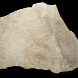 A LARGE FOSSIL MOONFISH - photo 6