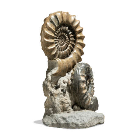 TWO LARGE FRENCH AMMONITES - фото 2