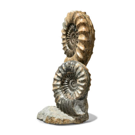 TWO LARGE FRENCH AMMONITES - Foto 3
