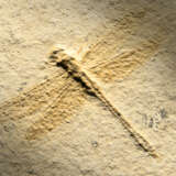 THE SLAB AND COUNTER SLAB OF A FOSSIL DRAGONFLY - photo 2