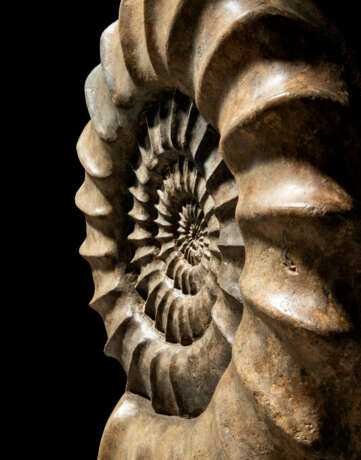 TWO LARGE FRENCH AMMONITES - Foto 5