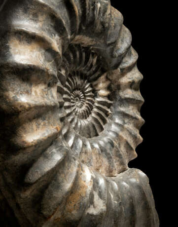 TWO LARGE FRENCH AMMONITES - Foto 6