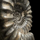 TWO LARGE FRENCH AMMONITES - фото 6