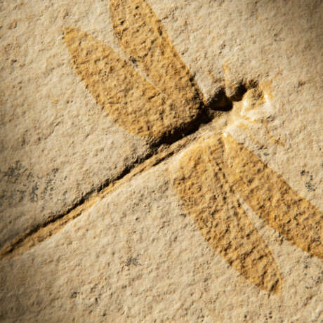THE SLAB AND COUNTER SLAB OF A FOSSIL DRAGONFLY - фото 3