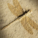 THE SLAB AND COUNTER SLAB OF A FOSSIL DRAGONFLY - photo 3