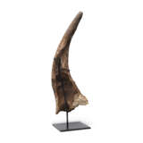 A LARGE TRICERATOPS HORN - фото 6