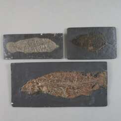 Drei Fossilien