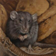 Cute grey rat - Achat en un clic
