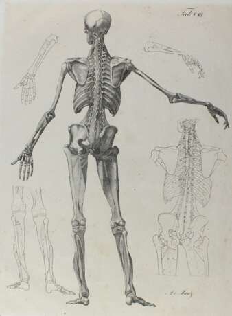 Anatomie. - Foto 2