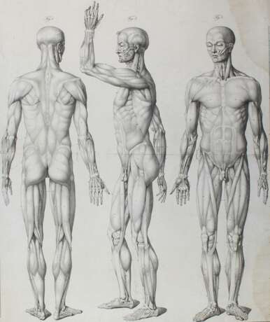 Anatomie. - Foto 3