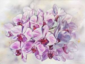 Нежная орхидея