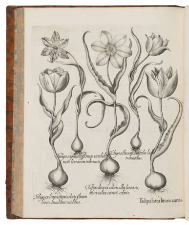 BESLER, Basilius (1561-1629) - Foto 9