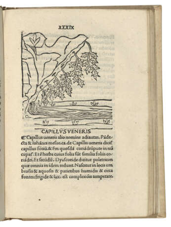 HERBARIUS LATINUS — Tractatus de virtutibus herbarum Venice:... - Foto 1