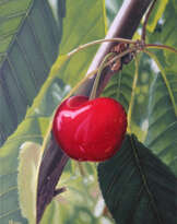 Oil painting "Cherry" Oil painting "Cherry"