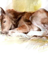 Цветные сны