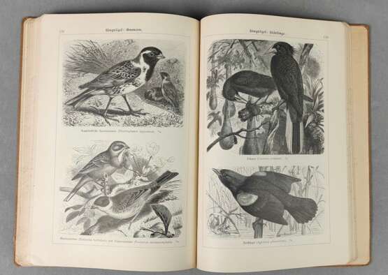 Zoologie der Vögel / Säugetiere u.a. - photo 4