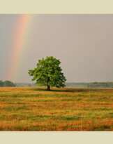 "Rainbow" "Rainbow"