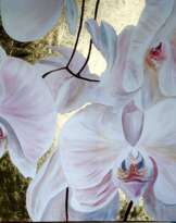 Orchids on Gold Orchids on Gold