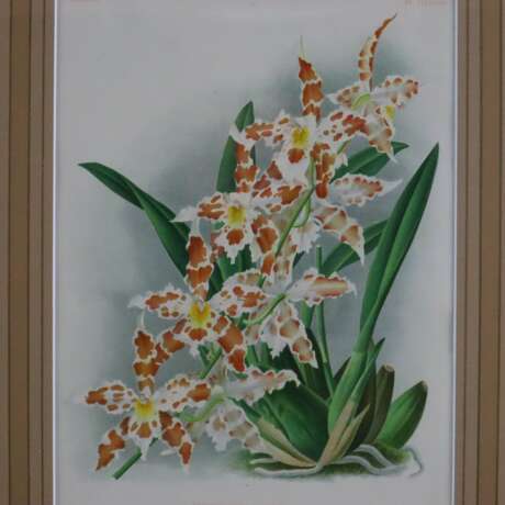 Zwei Orchideen-Darstellungen - photo 3