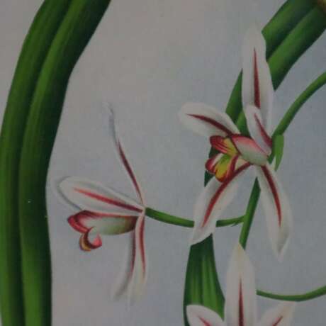 Zwei Orchideen-Darstellungen - Foto 6