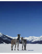 Paola Pivi (née en 1971)