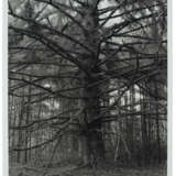 ROBERT ADAMS (B. 1937) - Foto 2