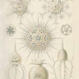 Haeckel, E. - Foto 2