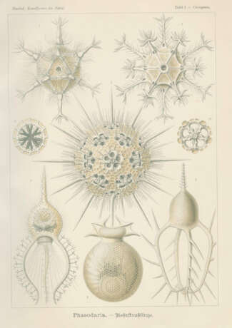 Haeckel, E. - Foto 2