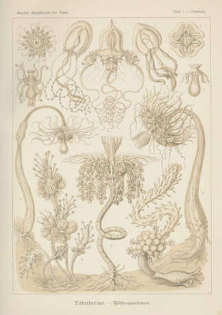 Haeckel, E. - Foto 3
