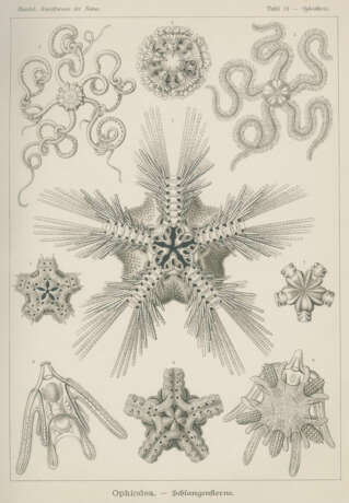 Haeckel, E. - Foto 4