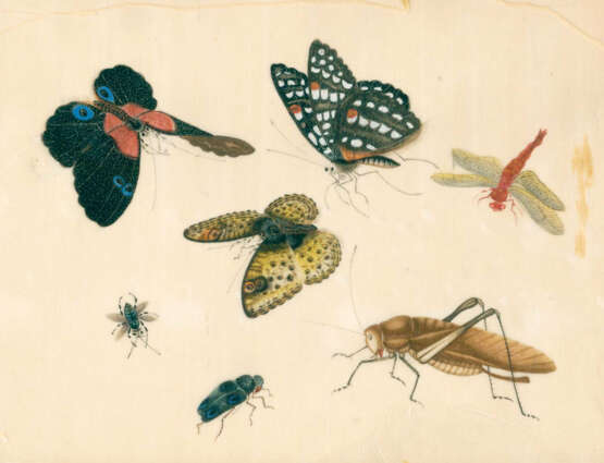 Schmetterlinge und Insekten. - Foto 2
