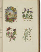 Maria Sibylla Merian (1647-1717).