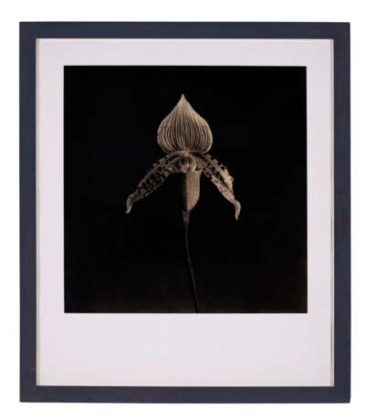 ROBERT MAPPLETHORPE (1946–1989) - Foto 1