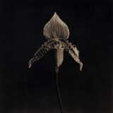 ROBERT MAPPLETHORPE (1946–1989) - Foto 3