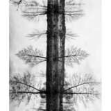 "Дерево..." Fotopapier Fotodruck Schwarz-Weiß-Foto Ukraine 2021 - Foto 1
