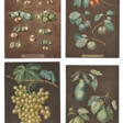 A SET OF FOUR COLOURED BOTANICAL ENGRAVINGS - Auction archive