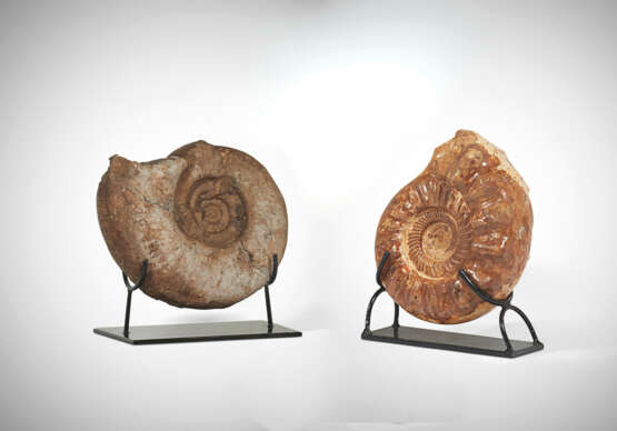 DEUX AMMONITES - фото 1