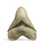 A LARGE MEGALODON TOOTH - photo 1