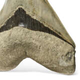 A LARGE MEGALODON TOOTH - фото 2