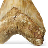 A LARGE MEGALODON TOOTH - фото 2