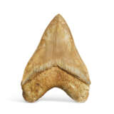 A LARGE MEGALODON TOOTH - фото 3