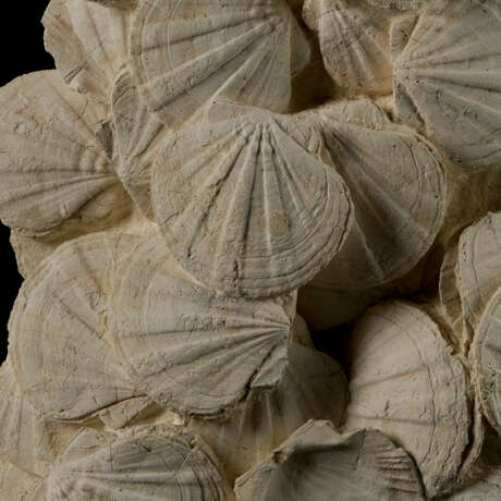 A LARGE BLOCK OF FOSSIL SCALLOPS - фото 3