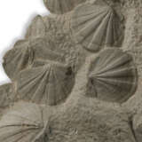 A LARGE BLOCK OF FOSSIL SCALLOPS - фото 4